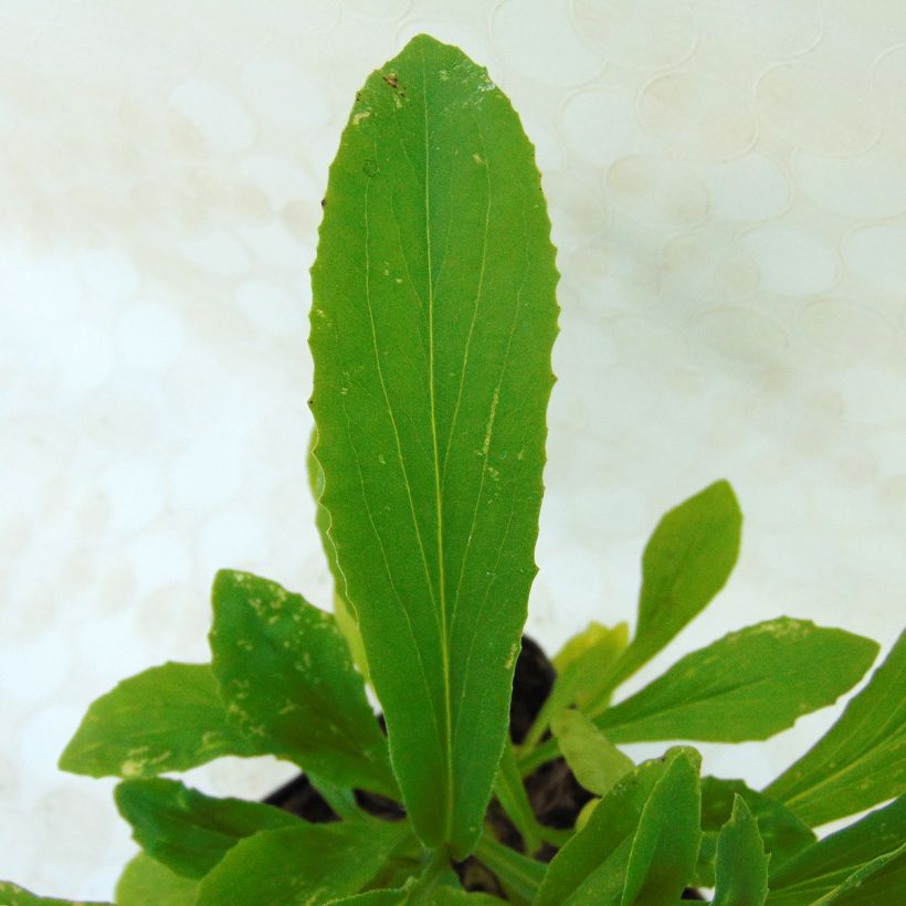 Digitalis Spice Island (Folhagem)