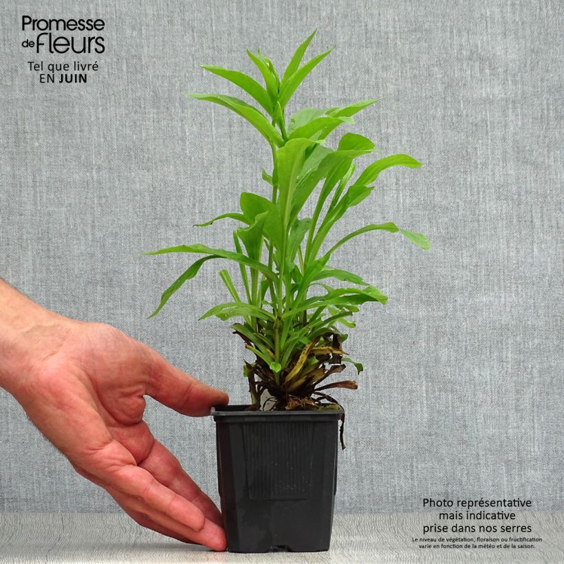Amostra de Digitalis Spice Island Vaso de 8/9 cm tal como entregue no verão