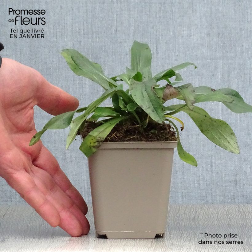 Amostra de Digitalis Spice Island - Digitale  Vaso de 8/9 cm tal como entregue no inverno