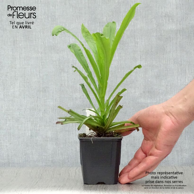 Amostra de Digitalis Spice Island Vaso de 8/9 cm tal como entregue na primavera