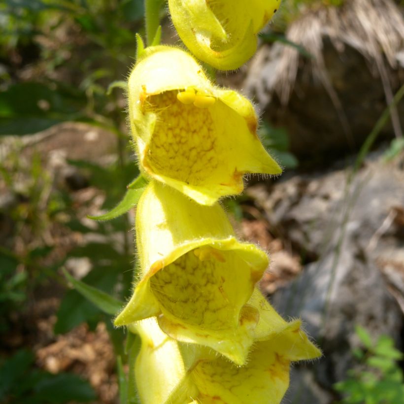 Digitalis ciliata (Floração)
