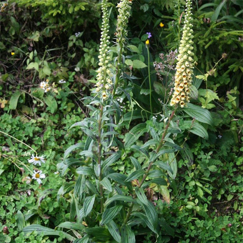 Digitalis ferruginea Gigantea (Hábito)