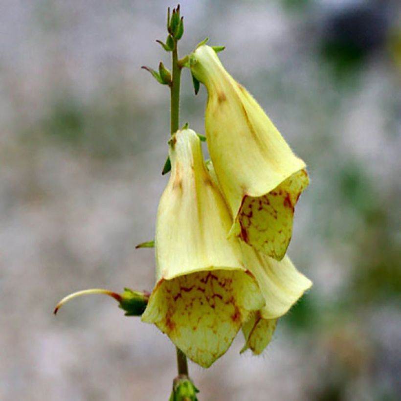 Digitalis grandiflora (Floração)