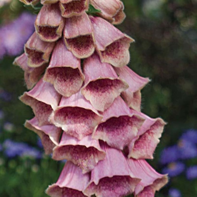Digitalis × mertonensis (Floração)