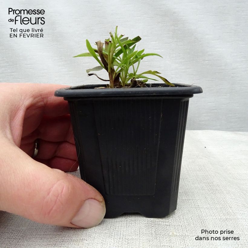 Amostra de Digitalis obscura - Digitale obscure   Vaso de 8/9 cm tal como entregue no inverno