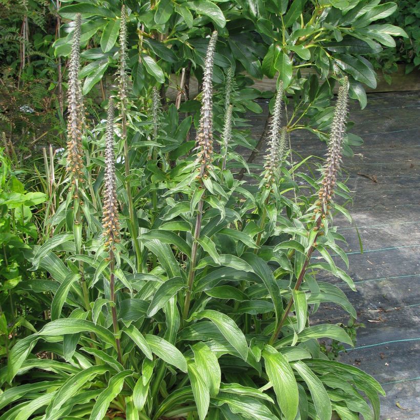 Digitalis parviflora (Hábito)