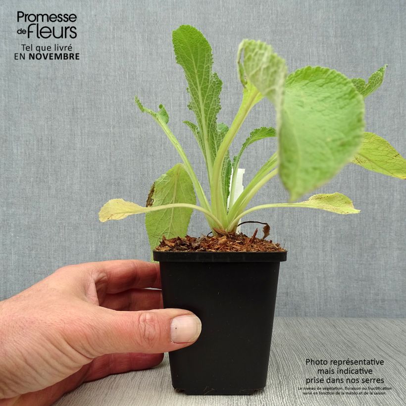 Amostra de Digitalis purpurea Alba Vaso de 8/9 cm tal como entregue no outono