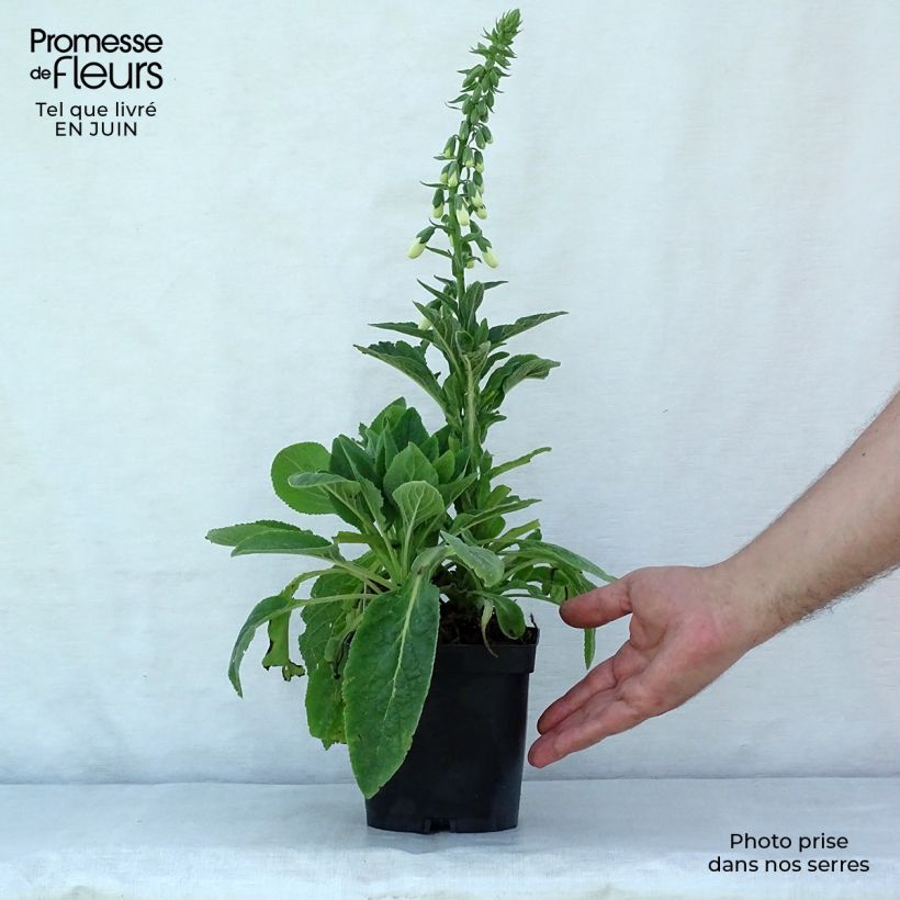 Amostra de Digitalis purpurea Alba Vaso de 8/9 cm tal como entregue no verão