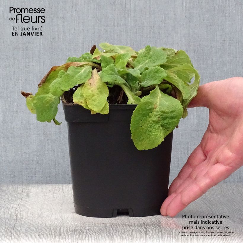 Amostra de Digitalis purpurea Alba Vaso de 2 L/3 L tal como entregue no inverno