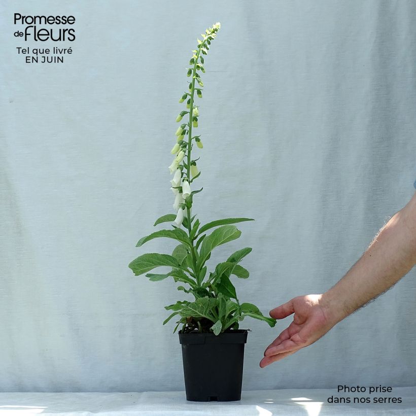Amostra de Digitalis purpurea Alba Vaso de 2 L/3 L tal como entregue no verão