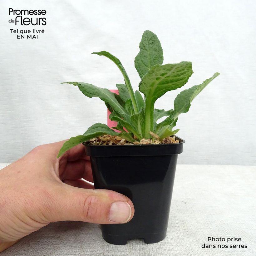 Amostra de Digitalis purpurea Snow Thimble Vaso de 8/9 cm tal como entregue na primavera