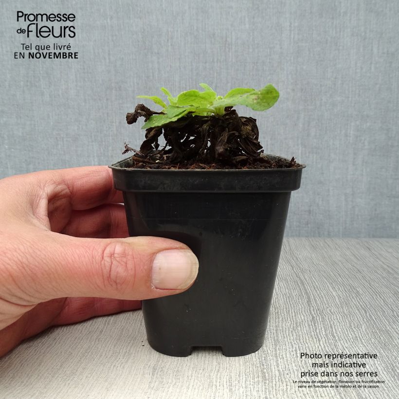 Amostra de Digitalis purpurea Snow Thimble Vaso de 8/9 cm tal como entregue no outono