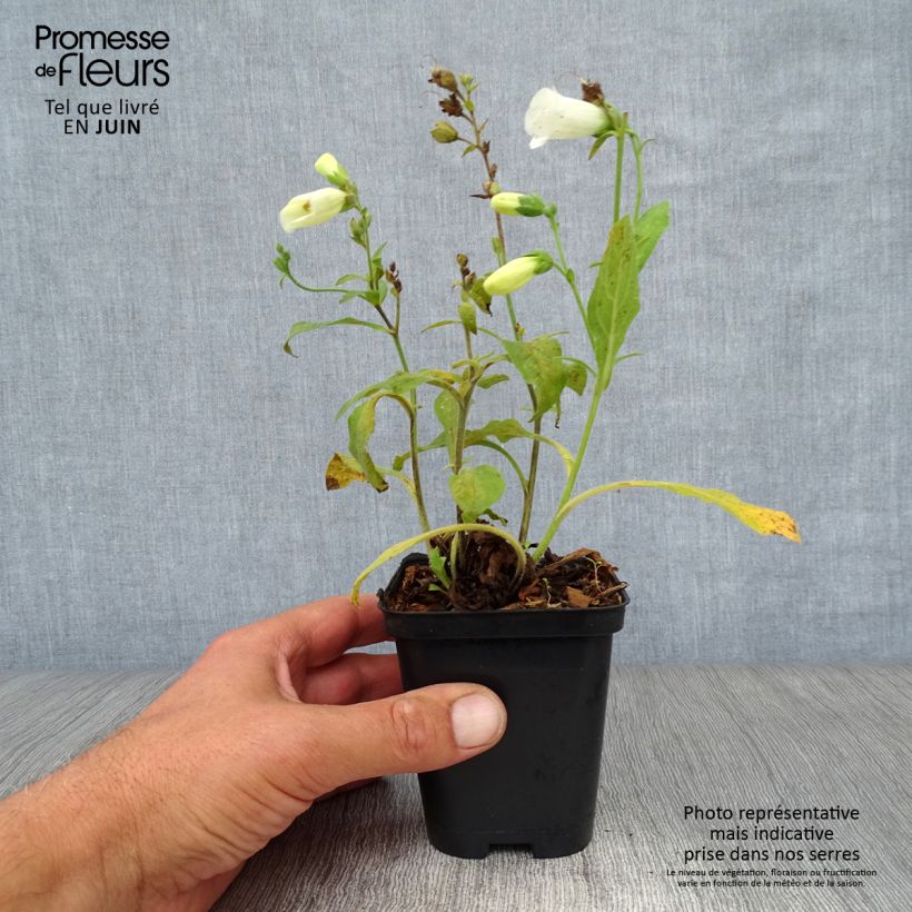 Amostra de Digitalis purpurea Snow Thimble Vaso de 8/9 cm tal como entregue no verão