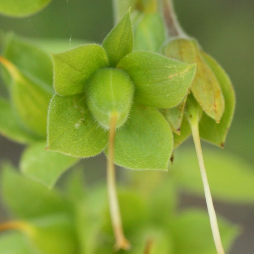 Digitalis purpurea subsp. nevadensis (Colheita)