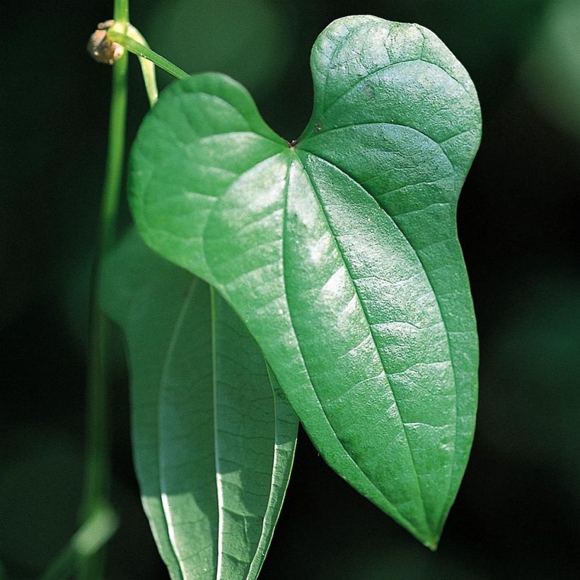Dioscorea batatas (Folhagem)