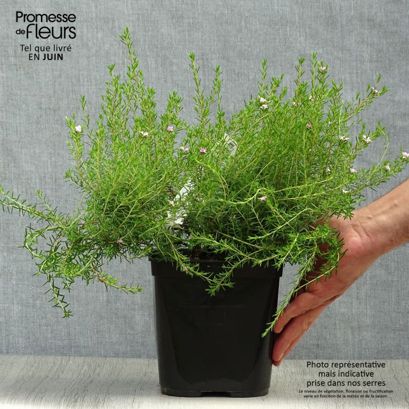 Amostra de Diosma hirsuta Pink Diamond Vaso de 2 L/3 L tal como entregue no verão