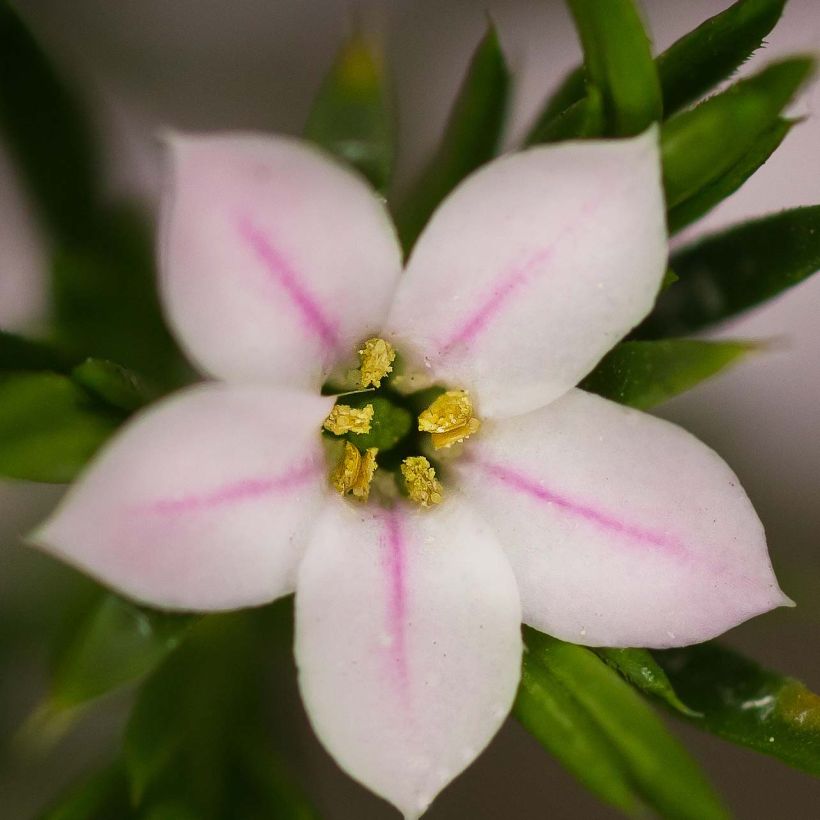 Diosma hirsuta Pink Fountain (Floração)