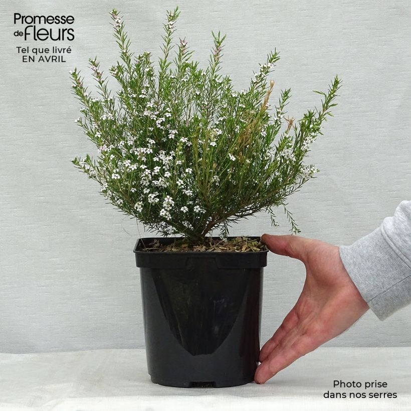 Amostra de Diosma hirsuta Pink Fountain Vaso de 2 L/3 L tal como entregue na primavera