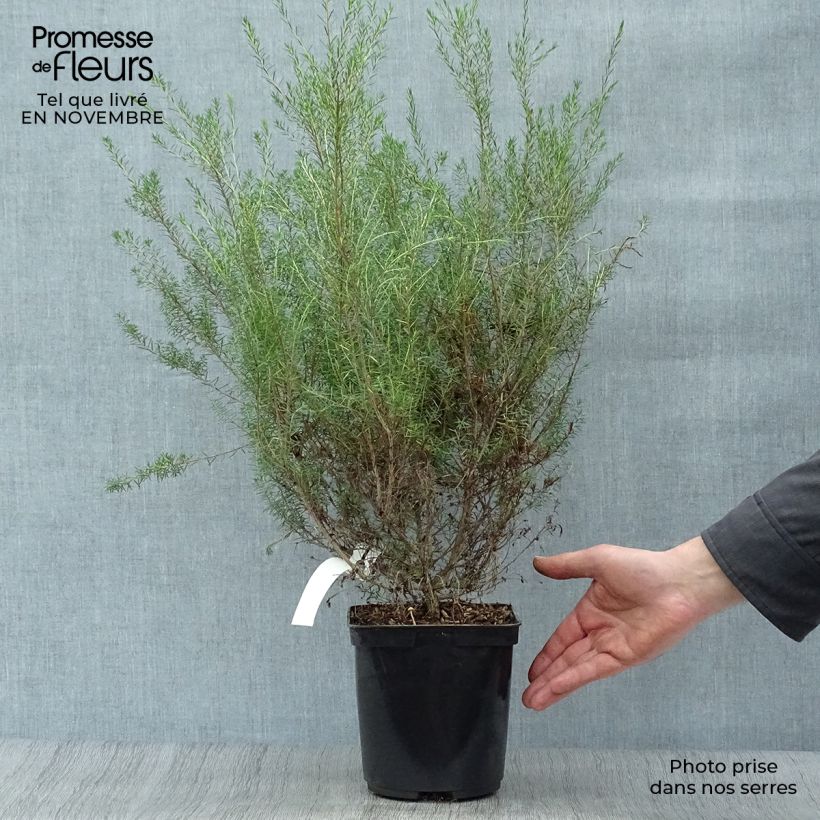 Amostra de Diosma hirsuta Pink Fountain Vaso de 2 L/3 L tal como entregue no outono