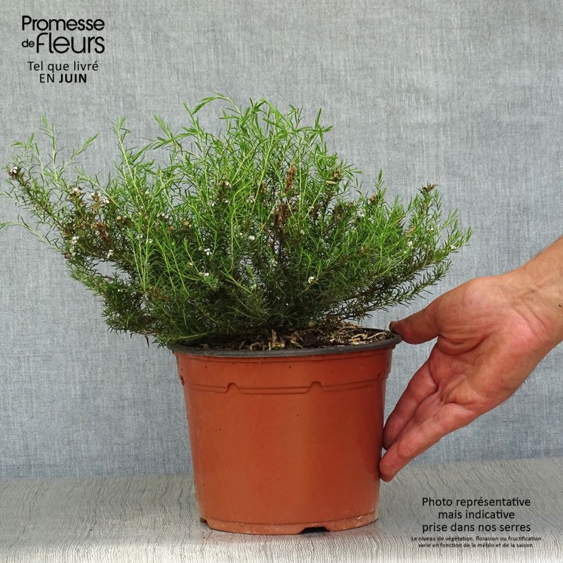 Amostra de Diosma hirsuta Pink Fountain Vaso de 2 L/3 L tal como entregue no verão