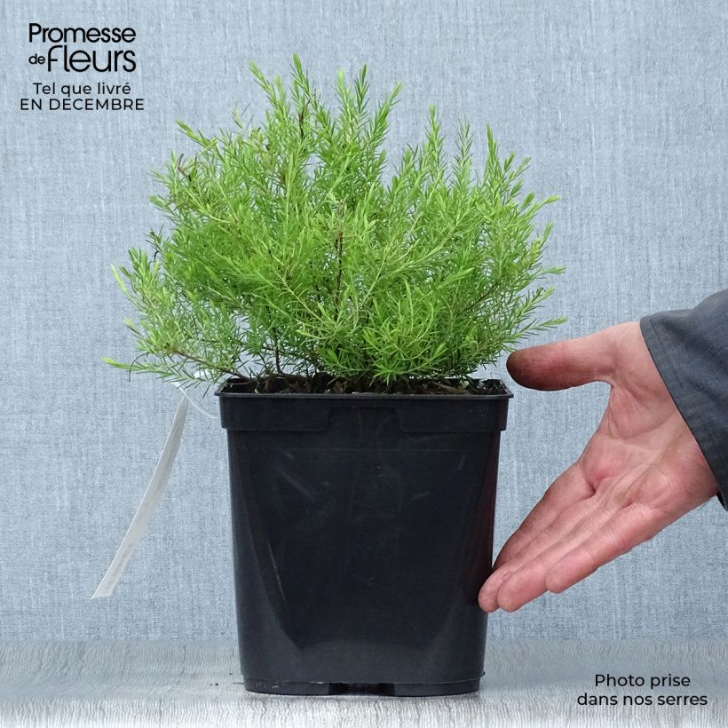 Amostra de Diosma hirsuta Sunset gold - Diosmée hirsute. Vaso de 2 L/3 L tal como entregue no inverno