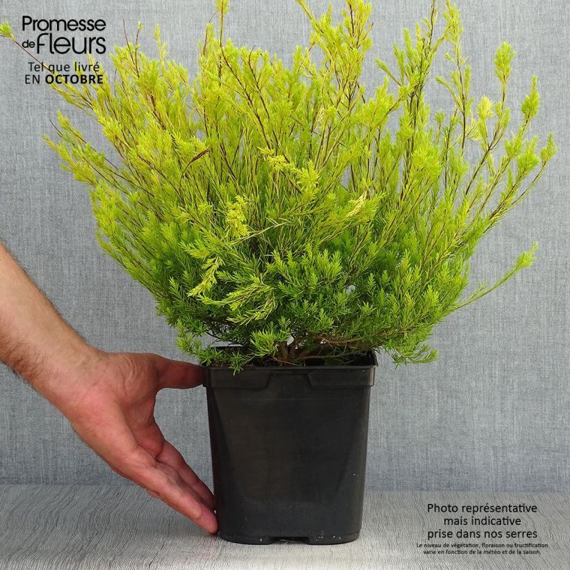 Amostra de Diosma hirsuta Sunset Gold Vaso de 2 L/3 L tal como entregue no outono