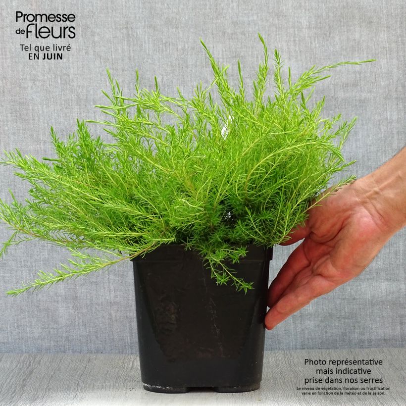 Amostra de Diosma hirsuta Sunset Gold Vaso de 2 L/3 L tal como entregue no verão