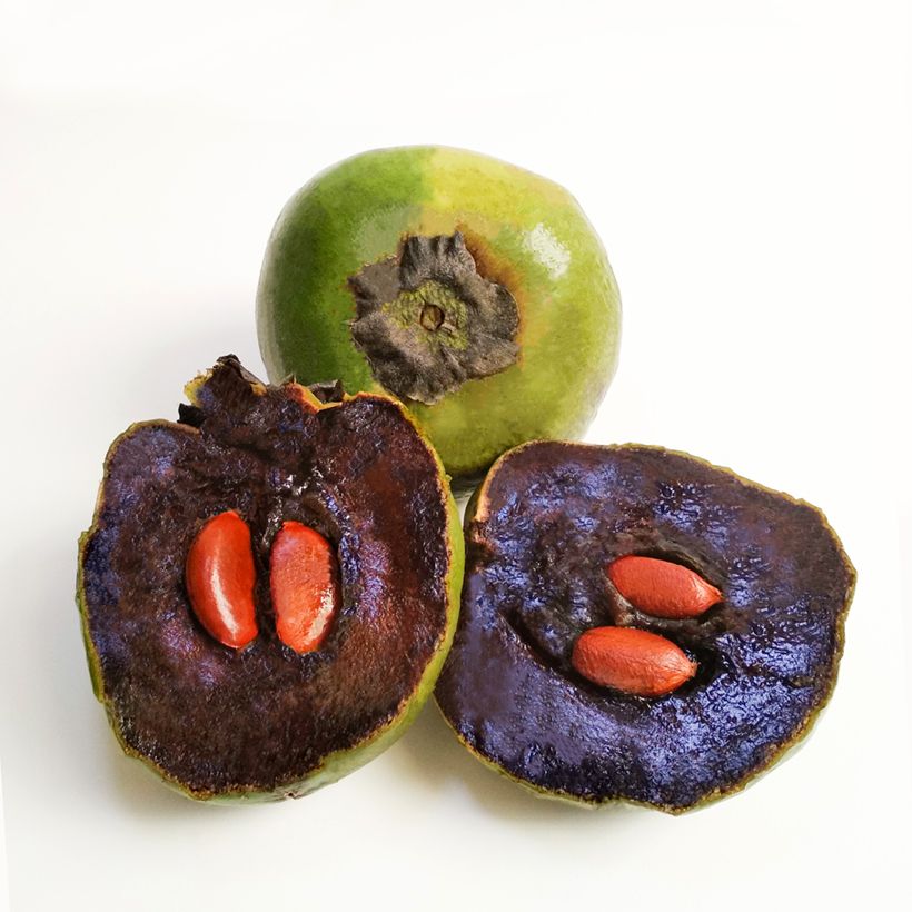 Sapote-preto - Diospyros digyna (Colheita)