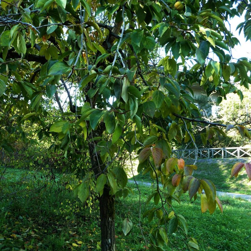 Diospyros kaki (Hábito)