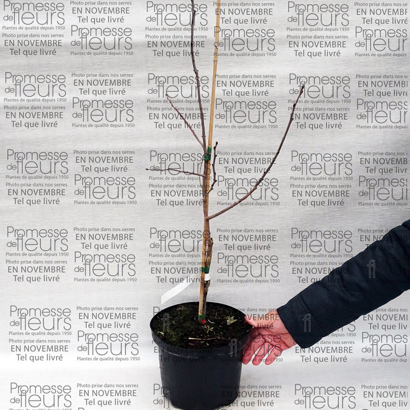 Exemplo de amostra de Diospyros virginiana SAA Pieper - Plaqueminier de Virginie Vaso de 4 L/5 L tal como entregue