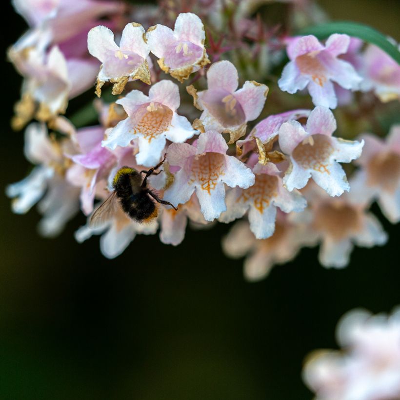 Dipelta floribunda (Floração)