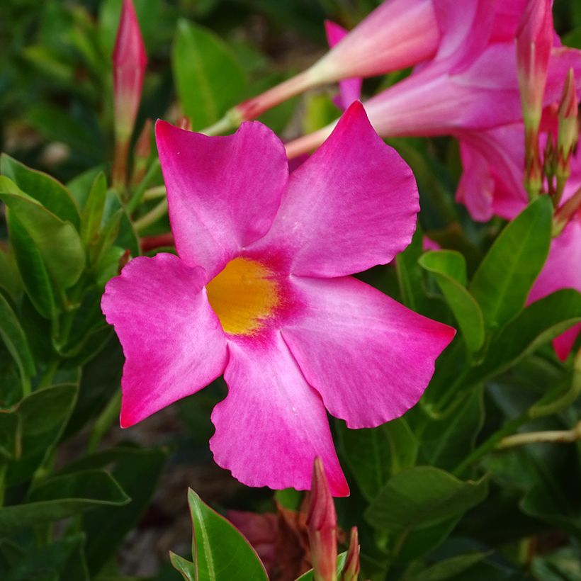 Dipladénia BELLA Pink (Floração)