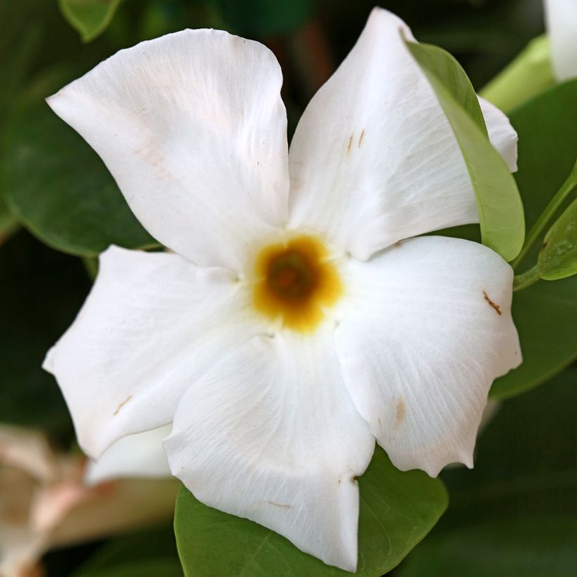 Dipladénia BELLA Branco (Floração)