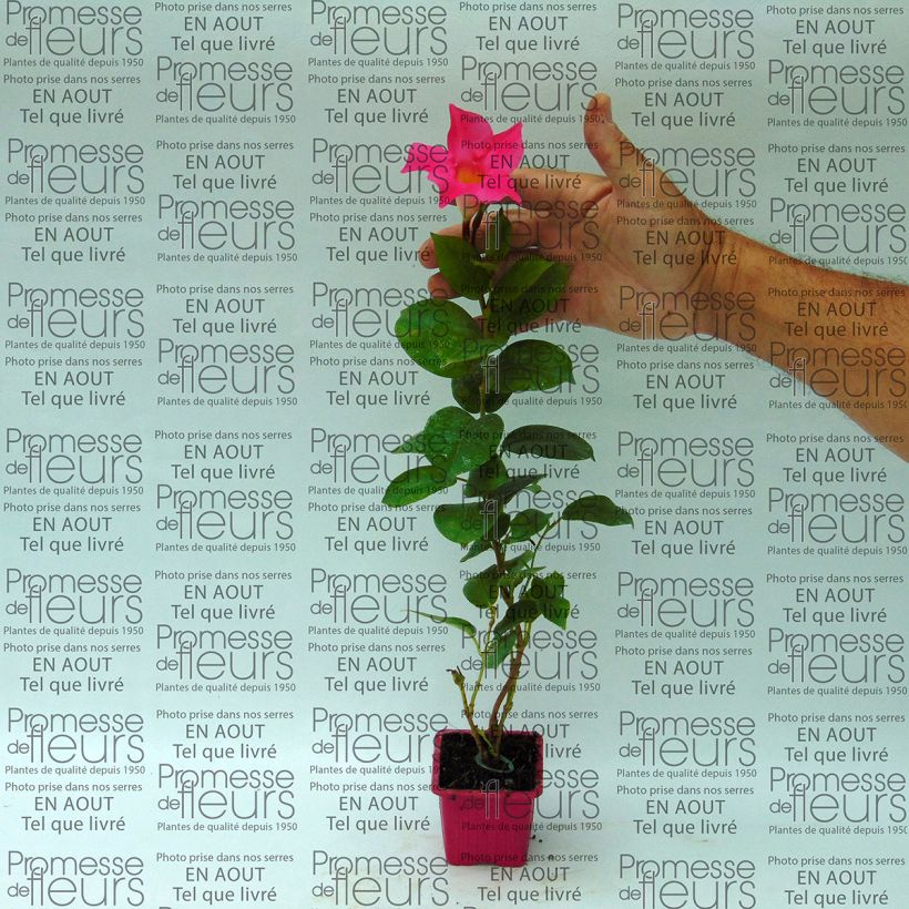 Exemplo de amostra de Dipladénia Diamantina Jade Pink - Mandevilla Godet de 7/8 cm tal como entregue