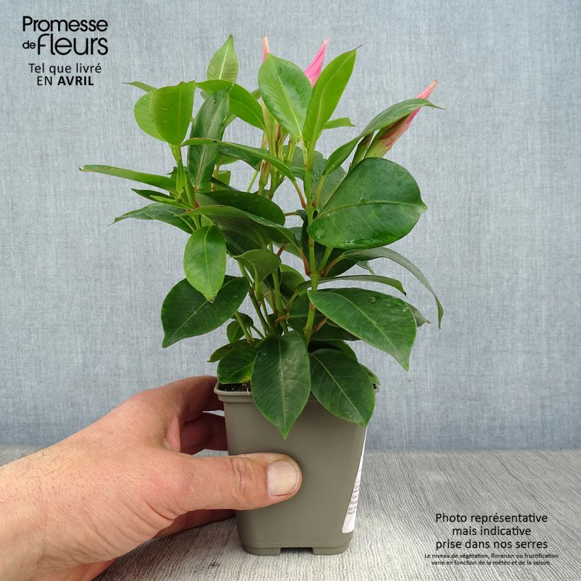 Amostra de Dipladénia Diamantina Jade Pink - Mandevilla Pot de 10 cm/11cm tal como entregue na primavera