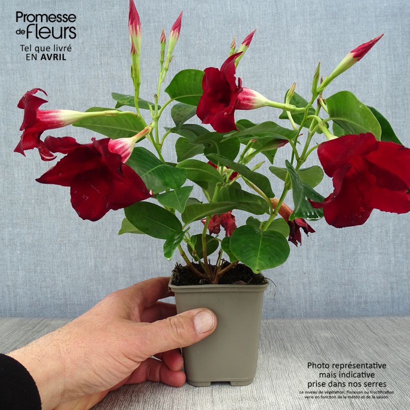 Amostra de Dipladenia Diamantina Jade Red Pot de 2L/3L tal como entregue na primavera