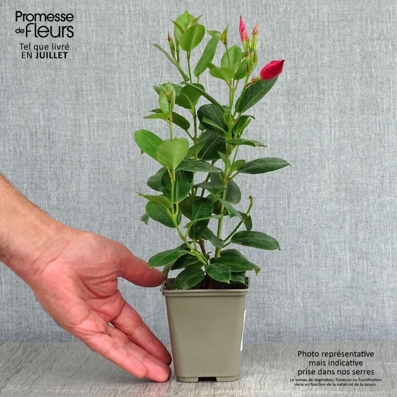 Amostra de Dipladénia Diamantina Jade Red Vaso de 2 L/3 L tal como entregue no verão