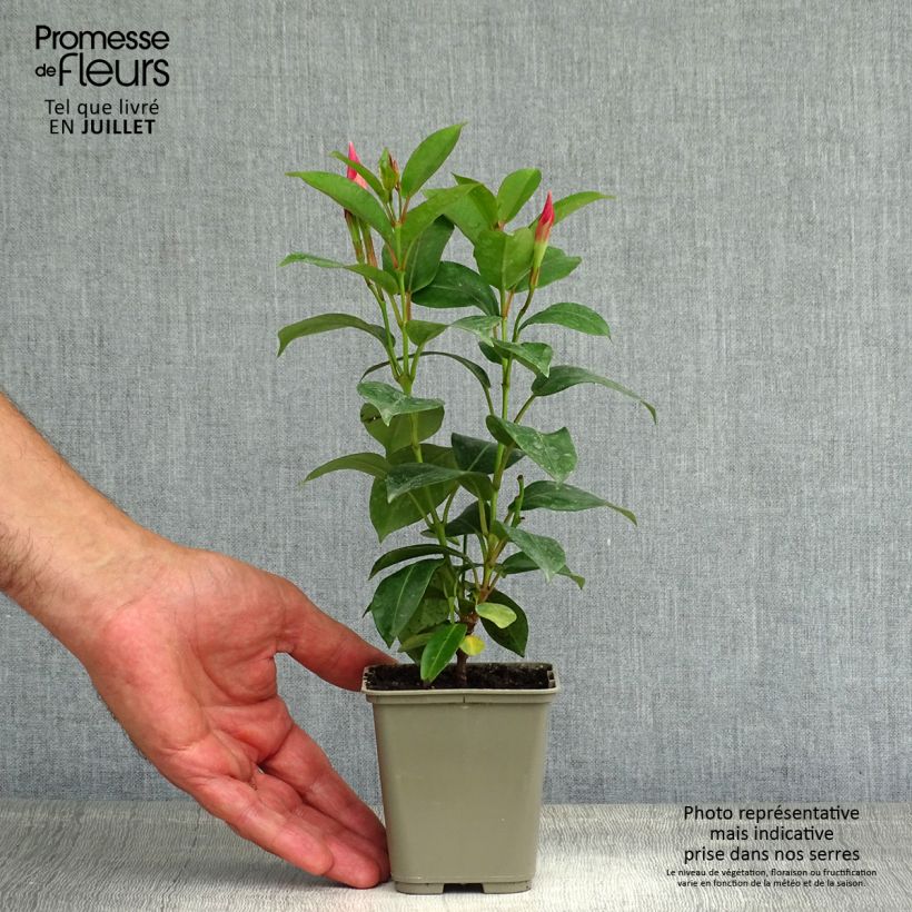 Amostra de Dipladénia Diamantina Jade Rose Vaso de 2 L/3 L tal como entregue no verão