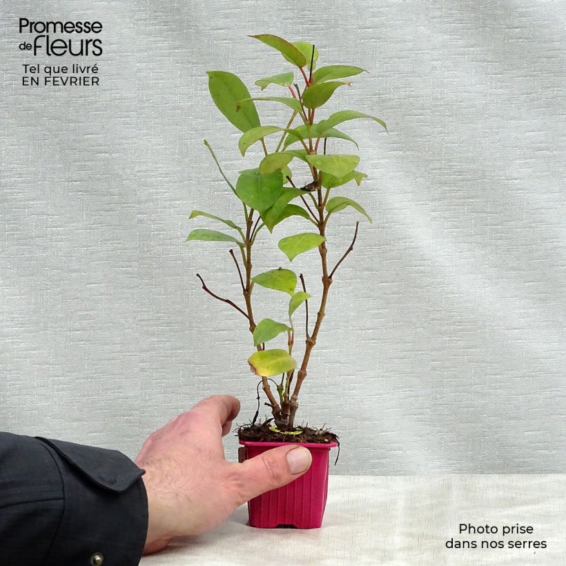 Amostra de Dipladénia Diamantina Jade Scarlet - Mandevilla  Vaso de 7/8 cm tal como entregue no inverno