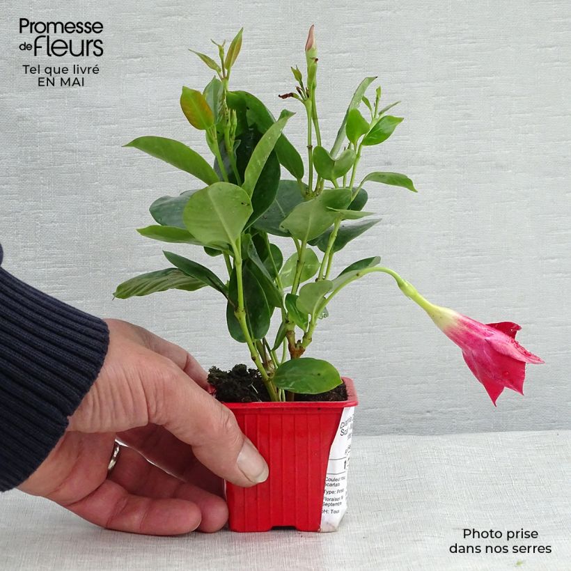 Amostra de Dipladénia Diamantina Jade Scarlet Vaso de 7/8 cm tal como entregue na primavera