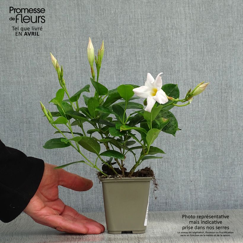 Amostra de Dipladénia Diamantina Jade White - Mandevilla  Vaso de 10 cm/11 cm tal como entregue na primavera