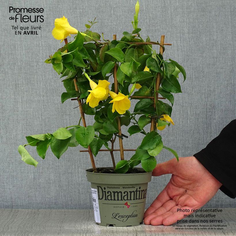 Amostra de Dipladenia Diamantina Opale Citrine 2.0 - Mandevilla Pot de 1L/1,5L tal como entregue na primavera
