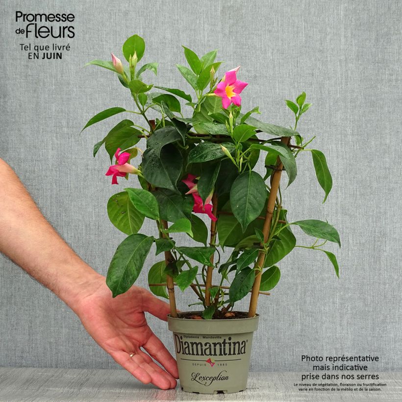 Amostra de Dipladénia Diamantina Quartz Pink & Yellow Vaso de 1 L/1,5 L tal como entregue no verão