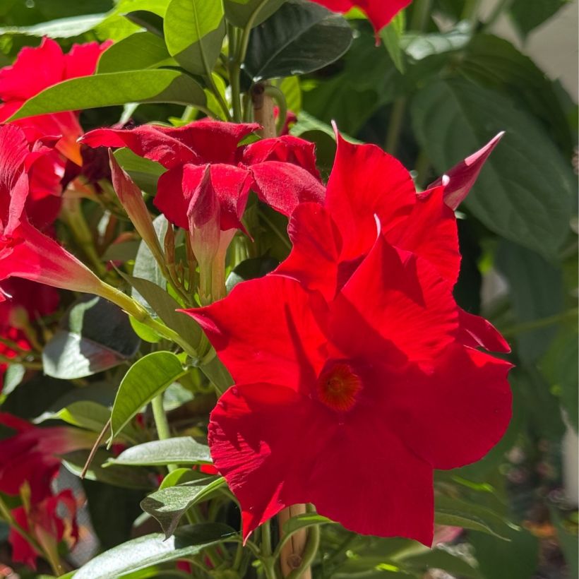 Dipladénia Agate mini Strawberry red (Floração)