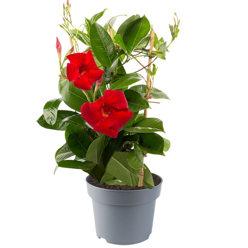 Dipladénia Diamantina Jade XXL Red (Hábito)
