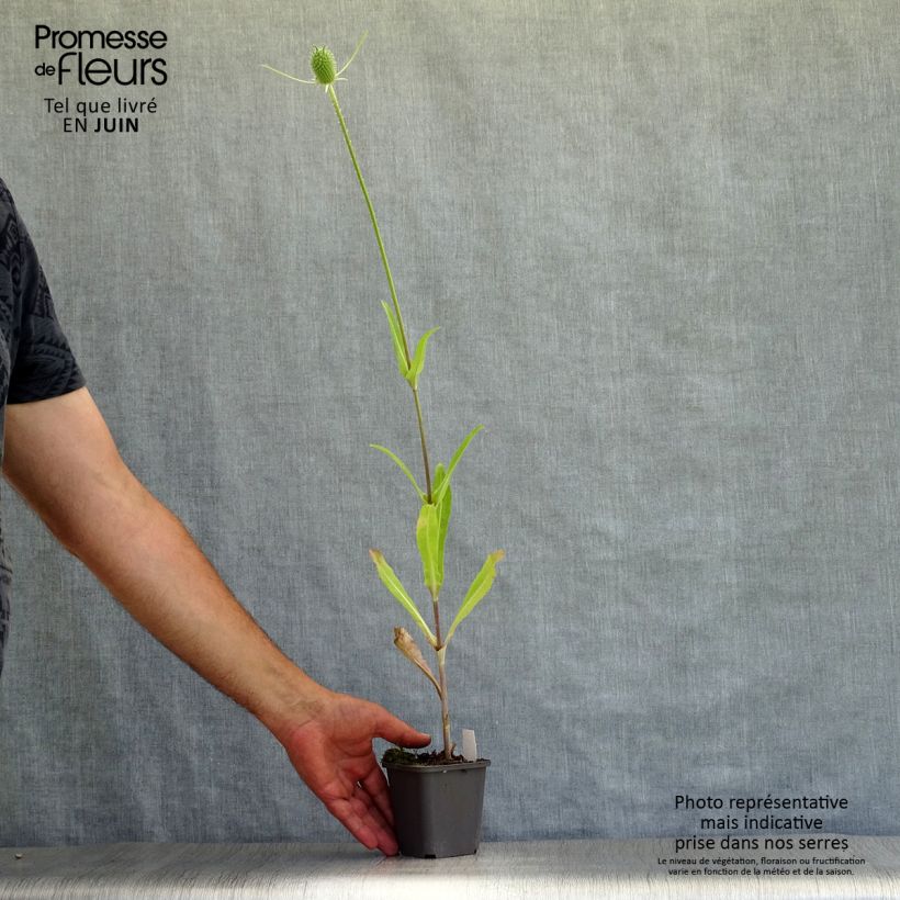 Amostra de Dipsacus fullonum Vaso de 8/9 cm tal como entregue no verão