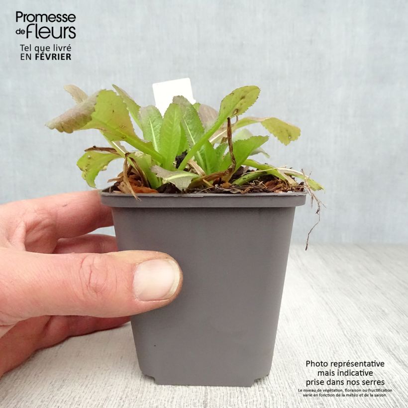 Amostra de Dipsacus fullonum Vaso de 8/9 cm tal como entregue no inverno