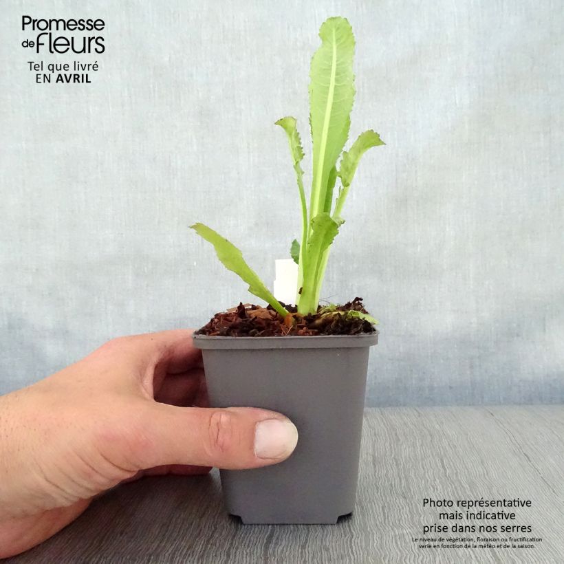 Amostra de Dipsacus fullonum Vaso de 8/9 cm tal como entregue na primavera