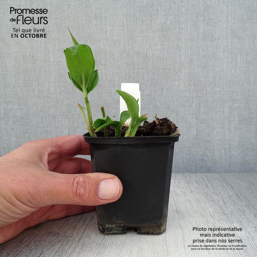 Amostra de Disporopsis pernyi Vaso de 8/9 cm tal como entregue no outono