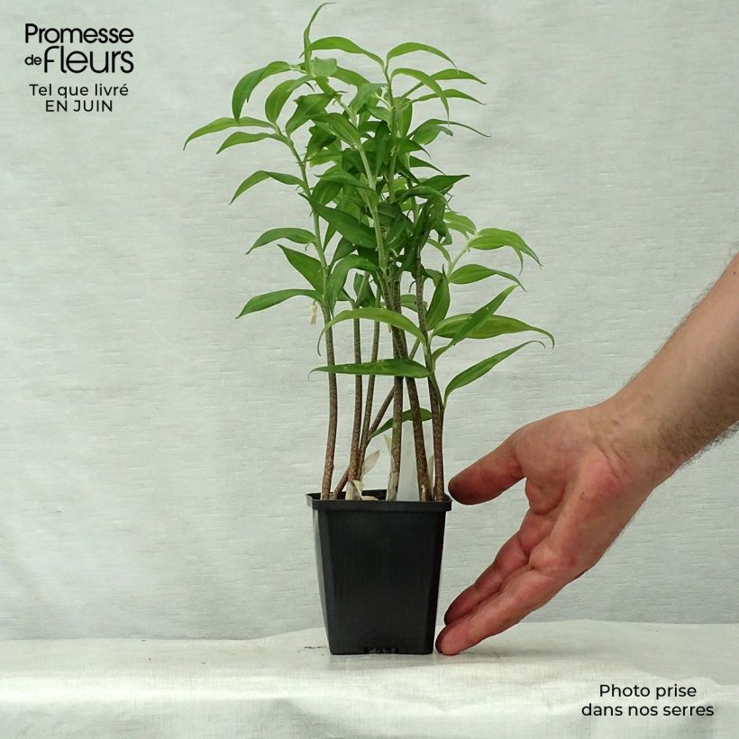 Amostra de Disporopsis pernyi Vaso de 8/9 cm tal como entregue no verão